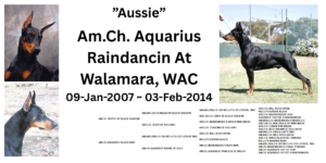 Aussie - Dobermann