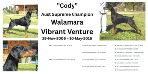 Cody-Vibrant-Venture