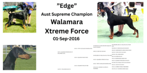 Edge-Xtreme-Force
